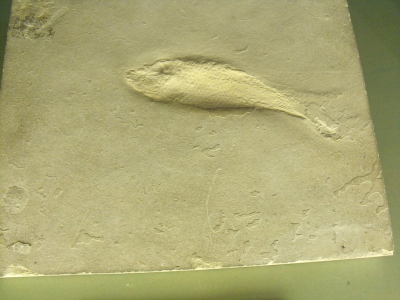 Pedrera d’Alcover 3